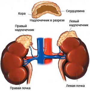надпочечники
